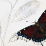 butterfly metamorphosis TheMarginalian